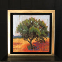 Alligator Juniper