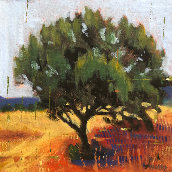 Alligator Juniper